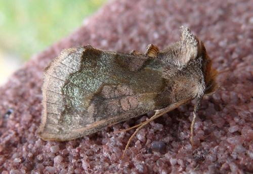 Diachrysia sp.